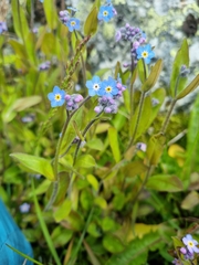 Myosotis decumbens