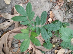 Dysoxylum gaudichaudianum