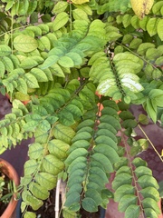 Phyllanthus acidus