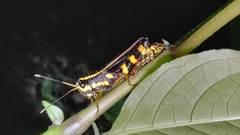 Traulia azureipennis