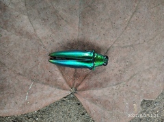 Chrysochroa fulminans