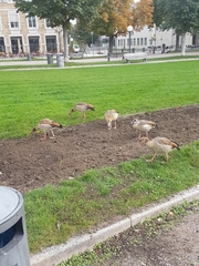 Alopochen aegyptiaca