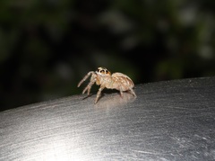 Plexippoides doenitzi