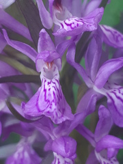 Dactylorhiza elata