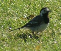 Motacilla alba