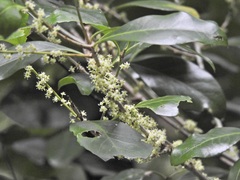 Denhamia fasciculiflora