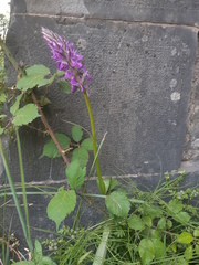 Dactylorhiza elata