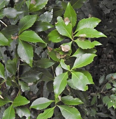 Denhamia fasciculiflora