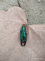 Chrysochroa fulminans
