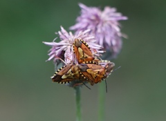 Carpocoris pudicus