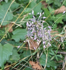 Allium carinatum