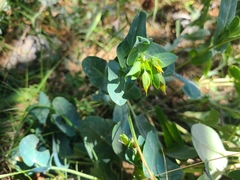 Cerinthe minor auriculata