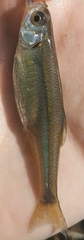 Leucaspius delineatus