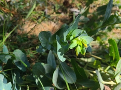 Cerinthe minor auriculata