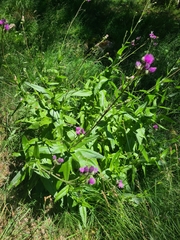 Cirsium monspessulanum