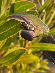 Caerostris corticosa