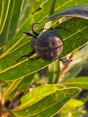 Caerostris corticosa