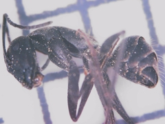 Camponotus micans