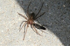 Agenioideus usurarius