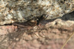 Agenioideus usurarius