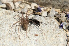 Agenioideus usurarius