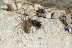 Agenioideus usurarius