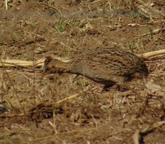 Nothoprocta pentlandii