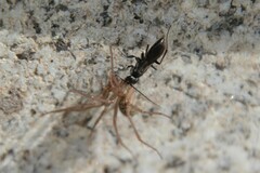 Agenioideus usurarius