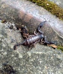 Euscorpius