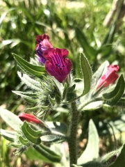 Echium judaeum