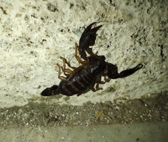 Euscorpius
