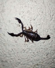 Euscorpius