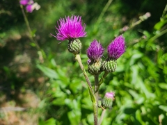Cirsium monspessulanum