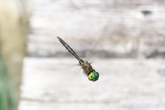 Somatochlora flavomaculata