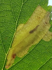 Coptotriche marginea