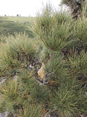 Ephedra equisetina