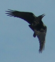 Corvus corone
