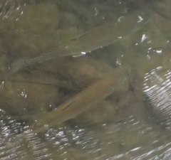 Salvelinus malma