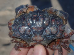 Euxanthus exsculptus