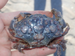 Euxanthus exsculptus