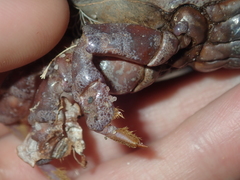 Euxanthus exsculptus