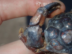 Euxanthus exsculptus