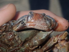 Euxanthus exsculptus