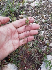 Potentilla flagellaris
