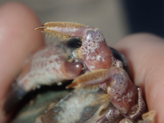 Euxanthus exsculptus