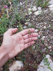 Potentilla flagellaris