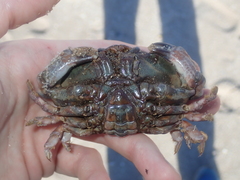 Euxanthus exsculptus