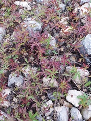 Potentilla flagellaris