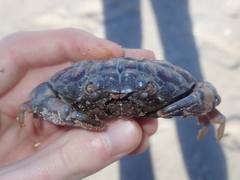 Euxanthus exsculptus