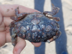 Euxanthus exsculptus